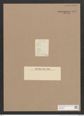 Surirella sp. (de-Toni-Nr.: Genus 53) Zeichnungen Sammlung Grunow Nr. 4841 (NHMW-BOT-W0373008)